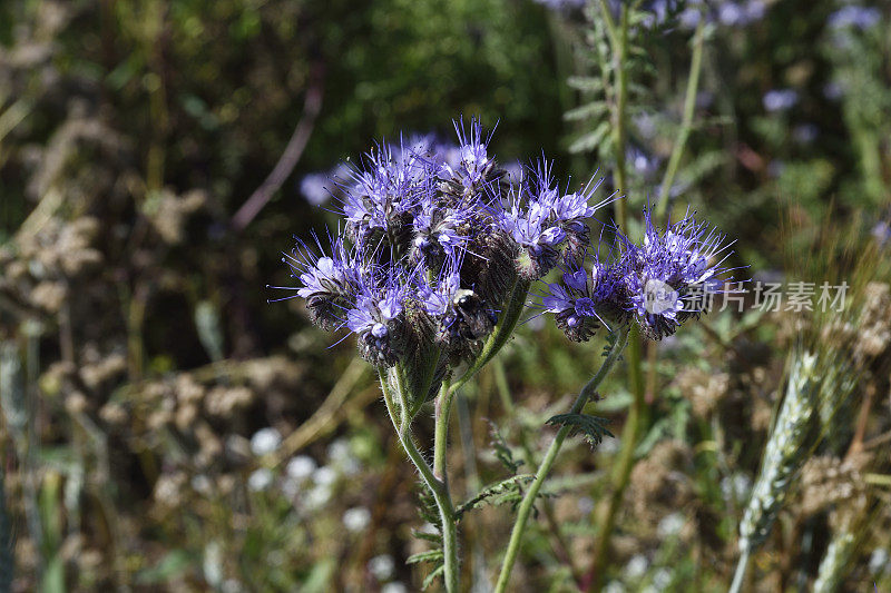 Phacelia Flowers的特写